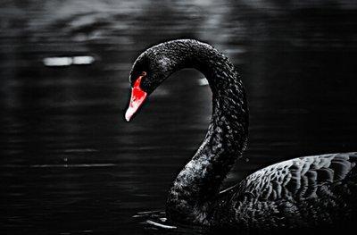 黑天鹅最新技能爆料是什么,颠覆传统，引领未来